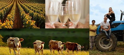 IL RUOLO ECONOMICO DELLA COOPERAZIONE AGROALIMENTARE A BELLUNO E TREVISO
