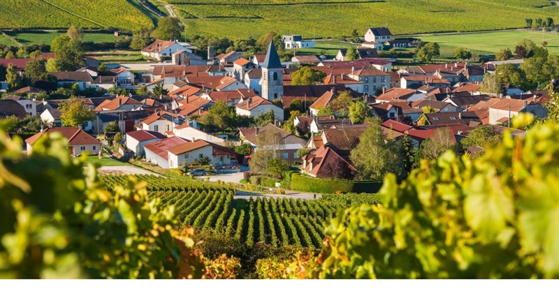 RAPPRESENTANZA, INNOVAZIONE E SOSTENIBILITÀ NELLA FILIERA COOPERATIVA DELLO CHAMPAGNE